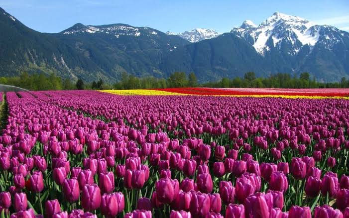 Tulip garden 